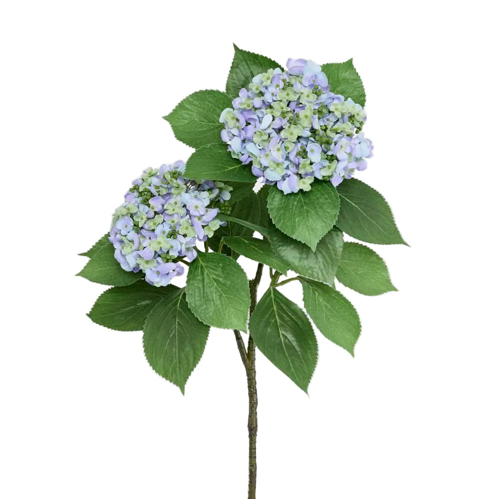 Hydrangea with Leaves