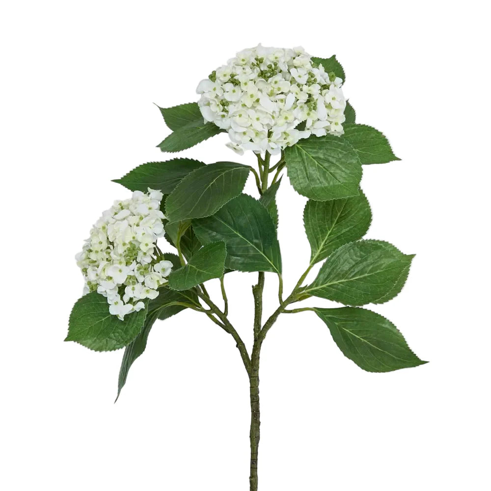 Hydrangea with Leaves